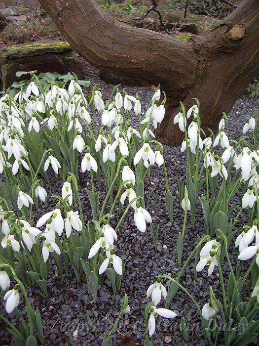 Snowdrop patterns, Royal Botanic Gardens Kew IMGP6320.JPG